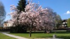 Magnolienbaum im Weyregger Park